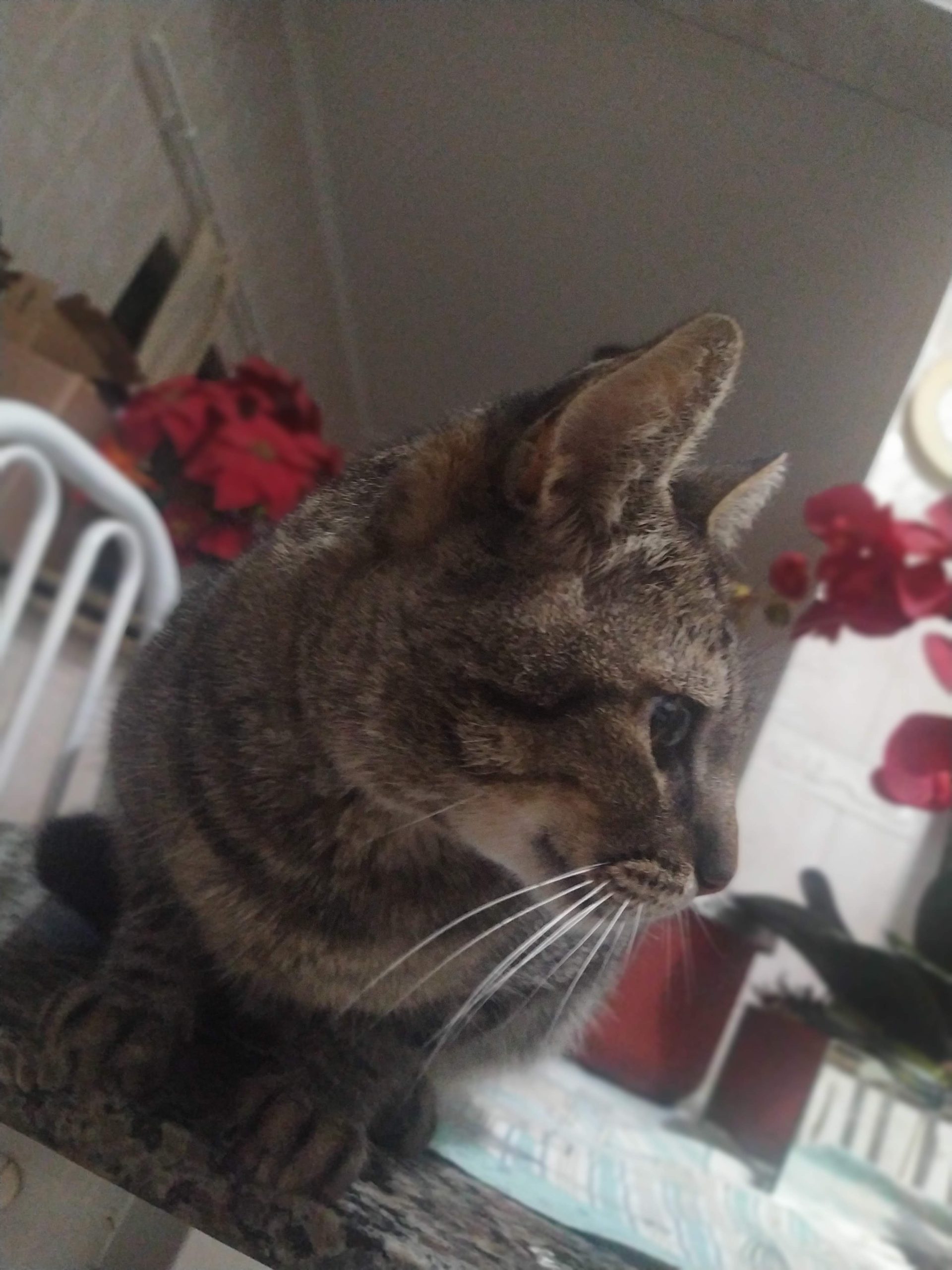 Tigroso